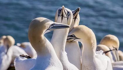 Jiu You-利物浦签约新东家英超联赛，利物浦英超最佳开局