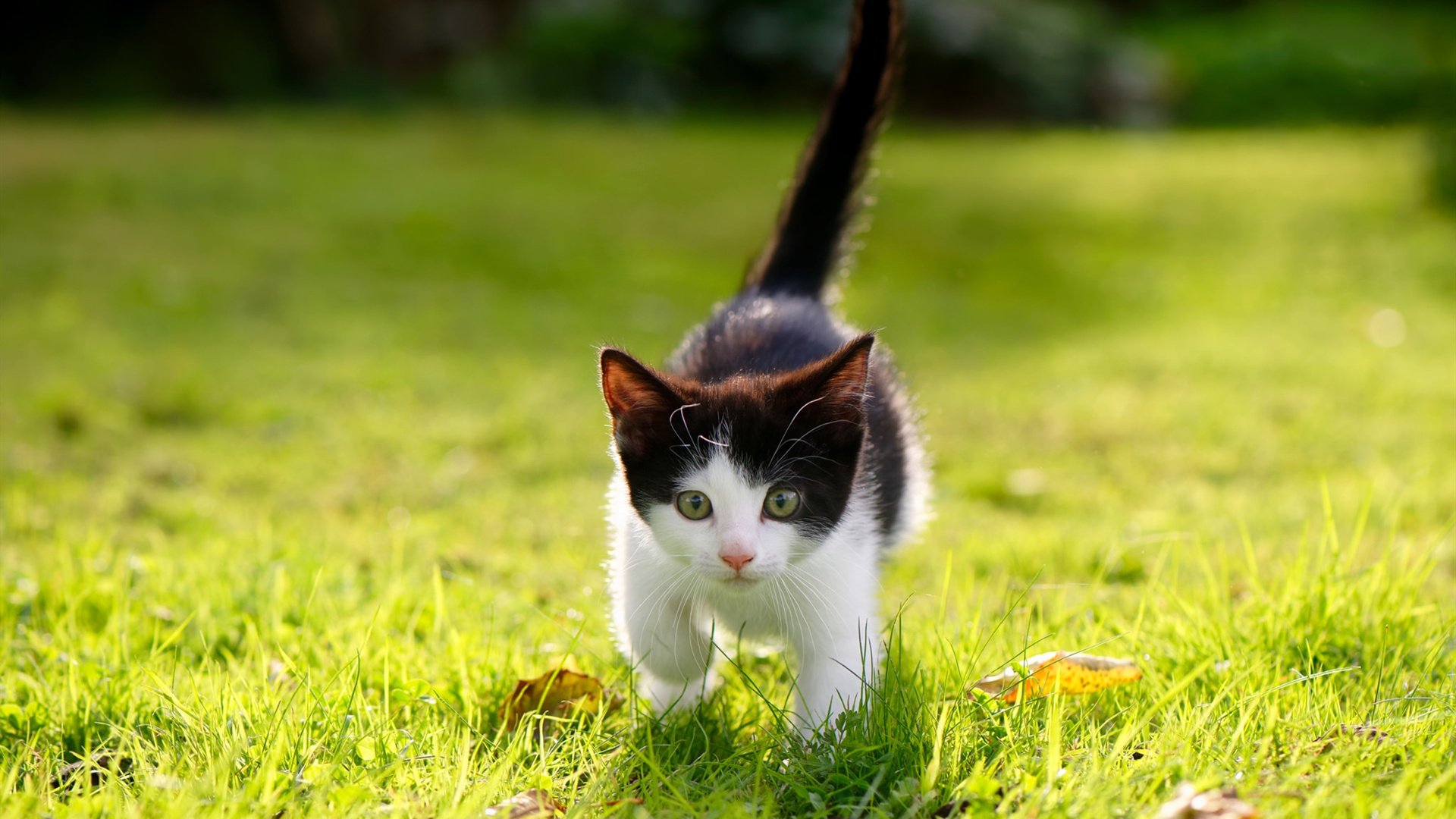 _湖人士气回暖,期待迎来胜利高潮_,湖人官方好消息