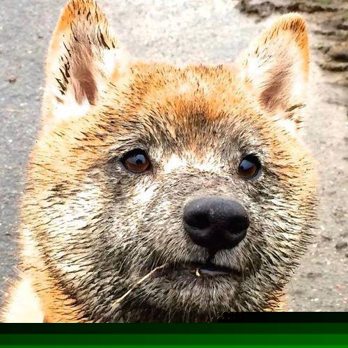 九游网游官网-“泥泞狂飙：雨后赛道的疯狂追逐”，泥泞后面跟什么词