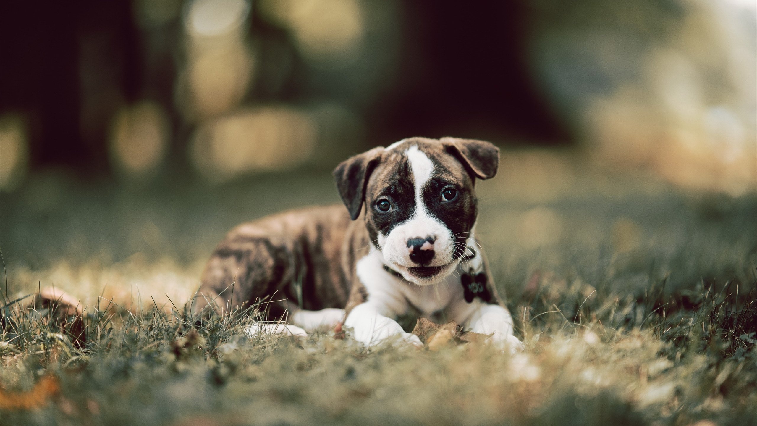 “青少年运动员在全国锦标赛中表现抢眼,实力新秀崭露头角”,2020年全国青少年锦标赛规程