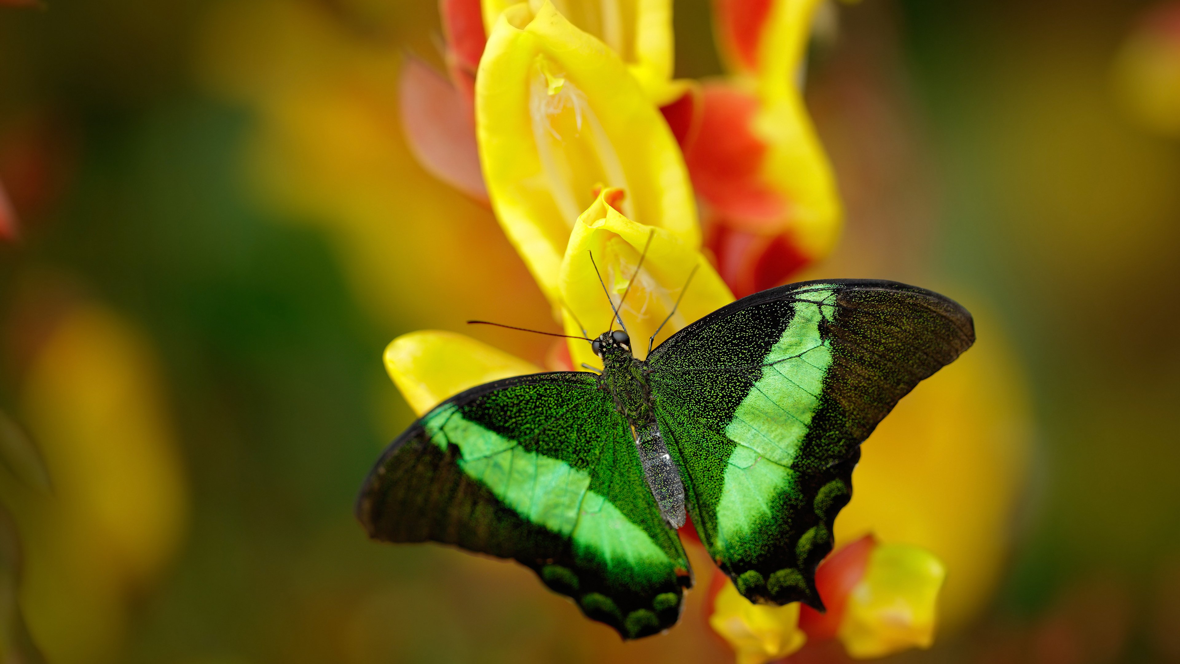 交易风云：最新转会动态全面解析，交易风云录