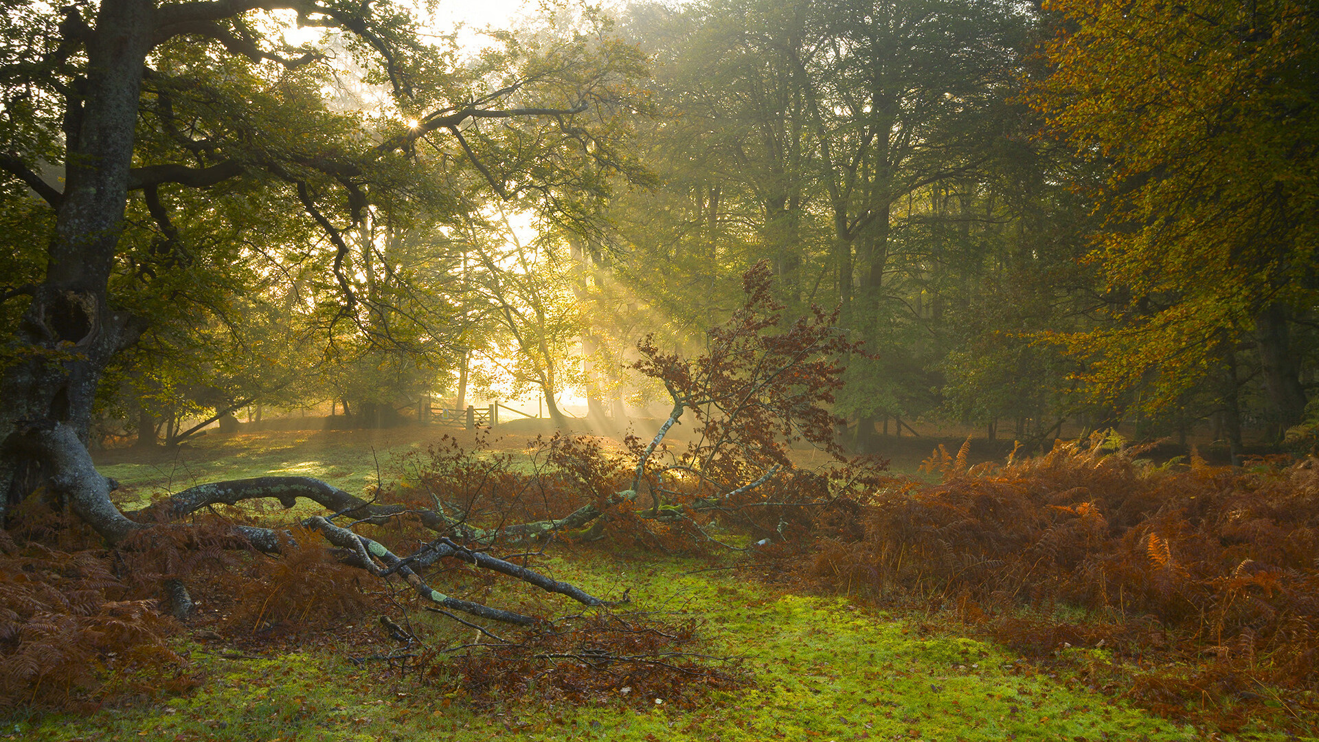 泰国马术协会设立马匹福利基金,支持马匹退休生活。,泰国马杀鸡有哪些项目