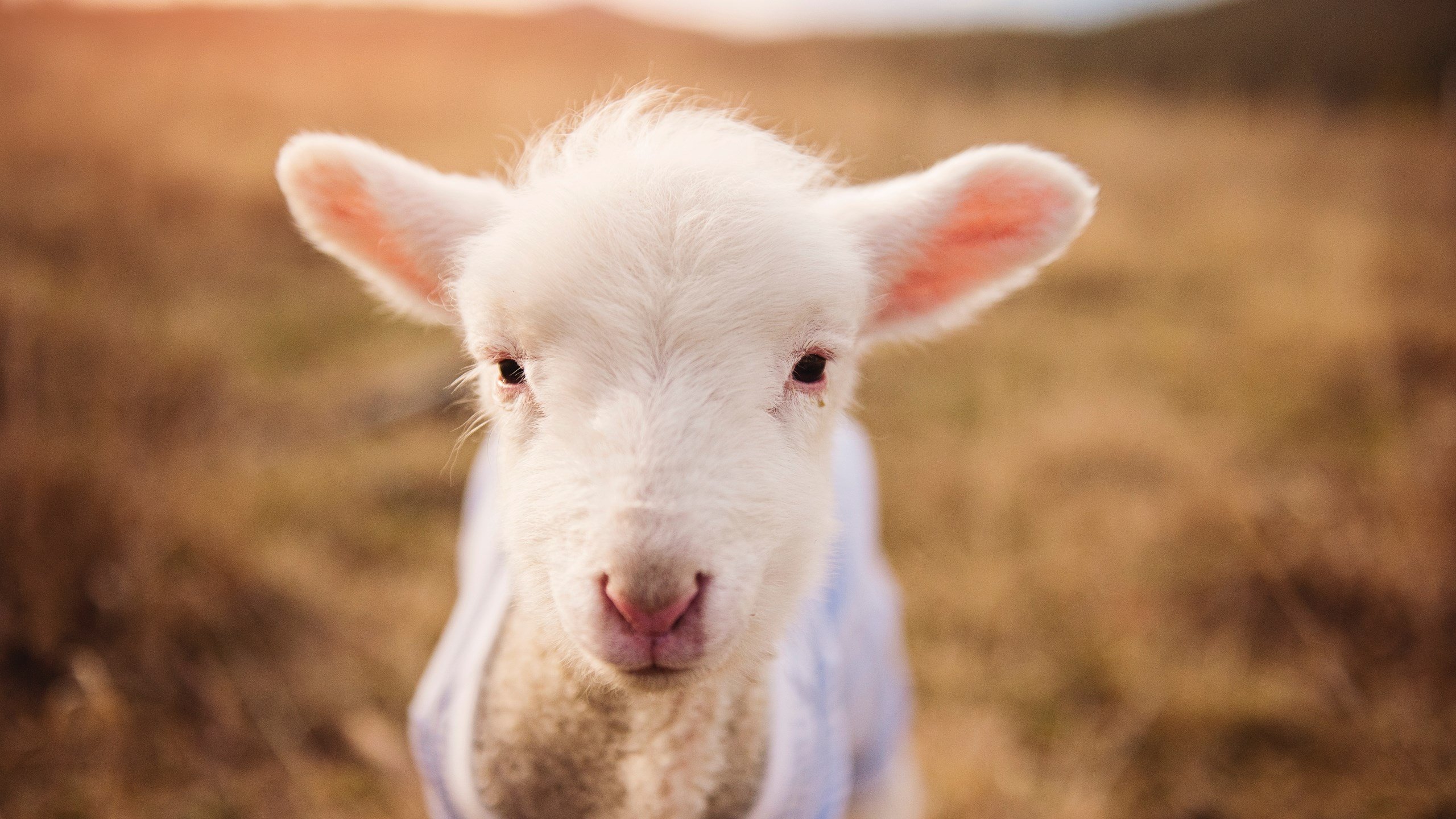 九游网游官网-Gen.G积分榜排名持续攀升，积分榜单