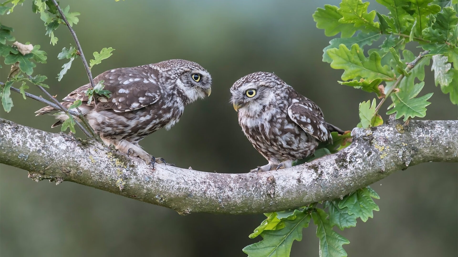 九游app下载中心-中国队前锋苏亚雷斯在巴黎奥运会上表现出色，苏亚雷斯足球运动员