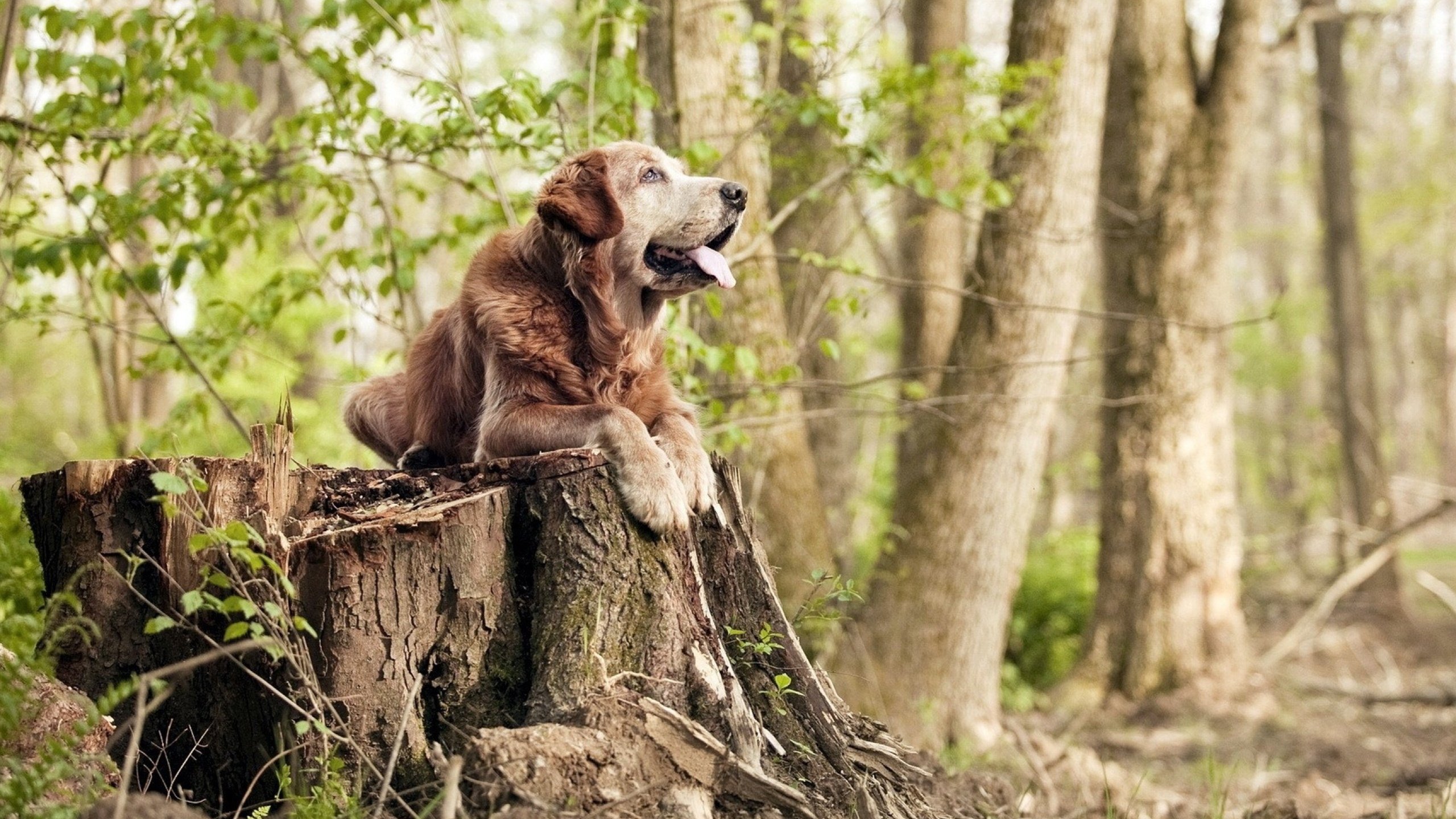 保利斯塔年轻阵容潜力巨大,保利斯丹