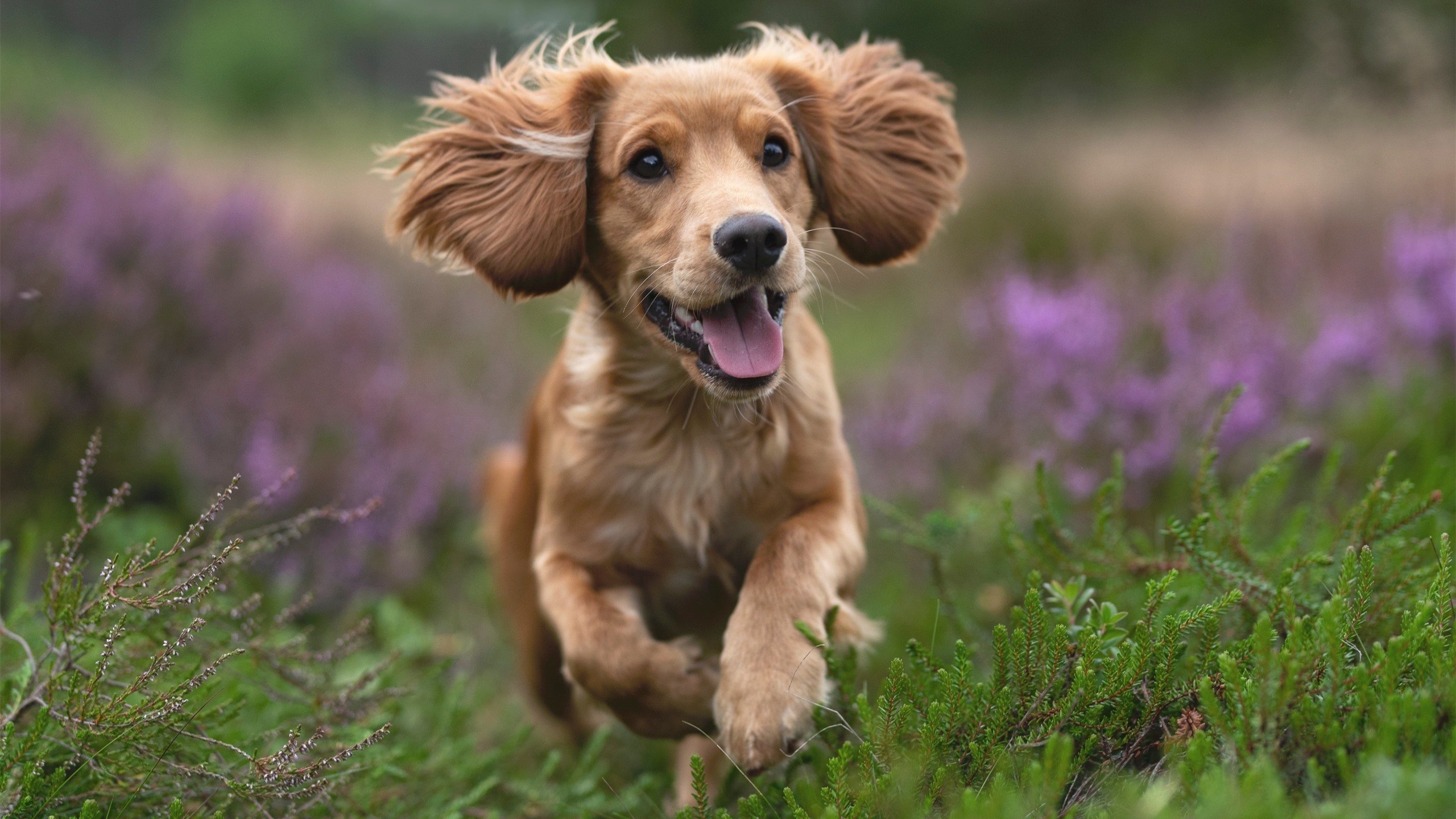 澳大利亚女足队引领潮流,越战越勇,澳大利亚 女足