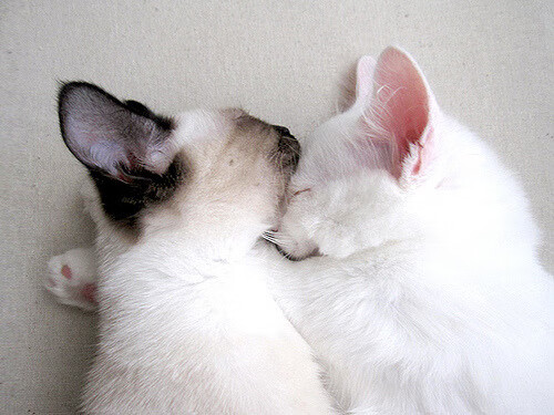 九游游戏中心-火箭击败鹈鹕，新星贾巴里·史密斯打出生涯最佳，贾达-史密斯