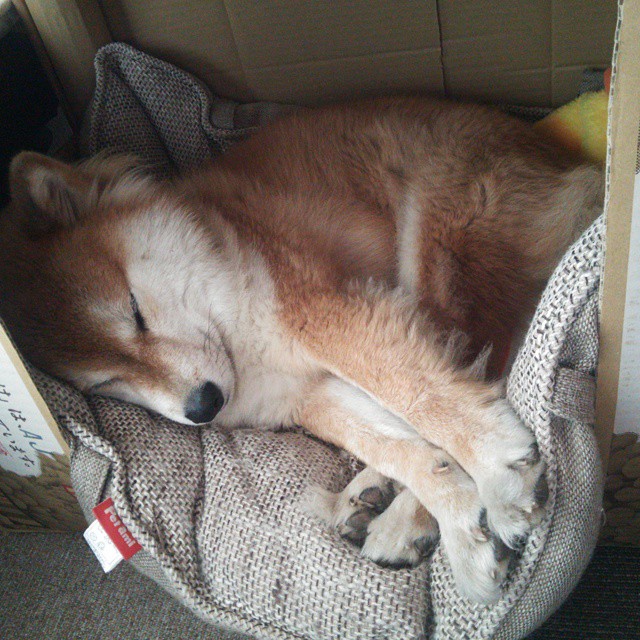 荷兰马术协会与国际马术联合会合作,举办国际马术交流活动,促进技术交流。