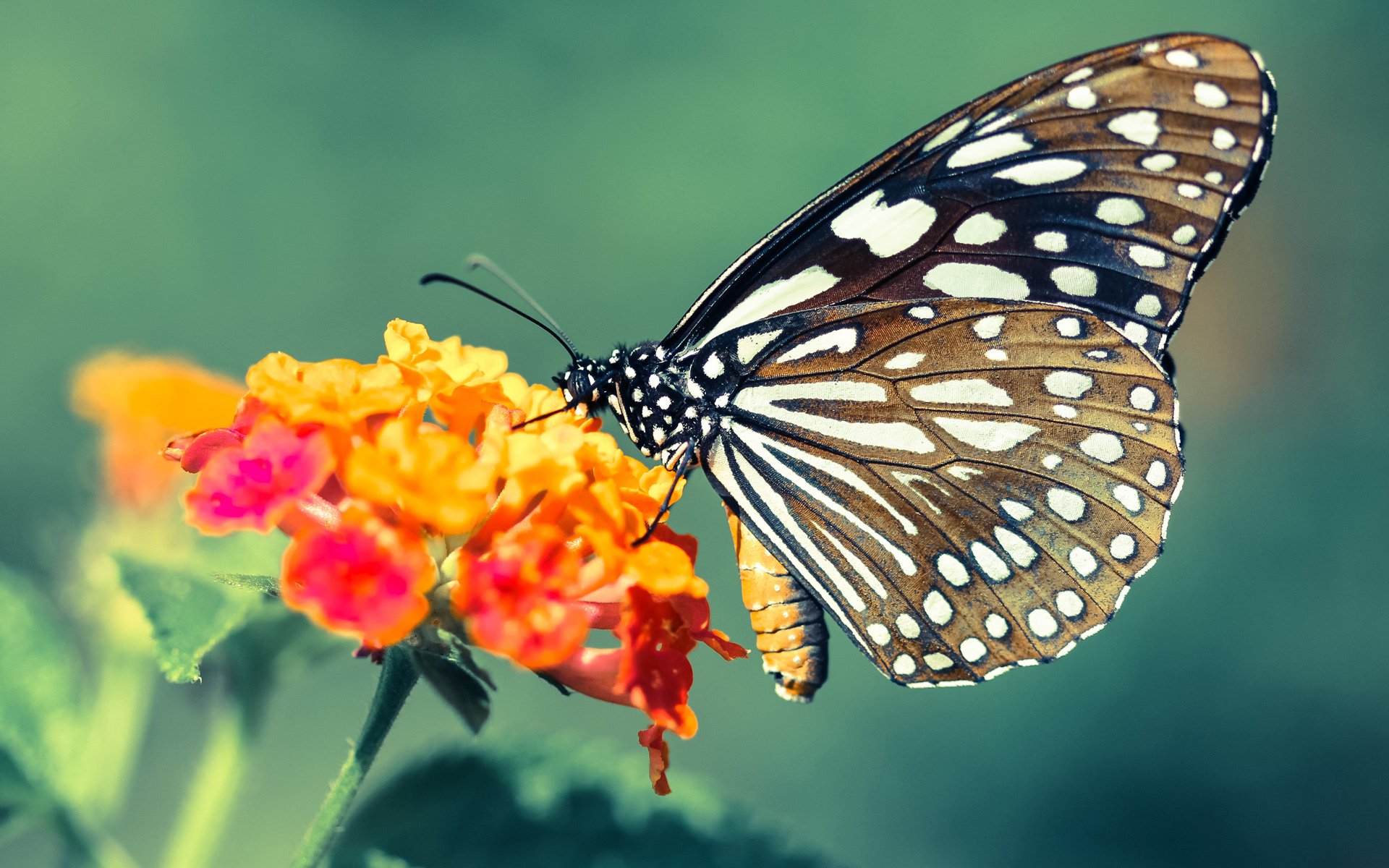 九游下载官网-女子200蝶换气节奏与速度关系，女子200米蝶泳百度百科