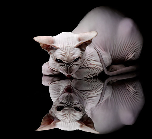 九游app官网下载-波兰队的表现：国际乒联混合团体世界杯赛场上无懈可击，波兰队阵型