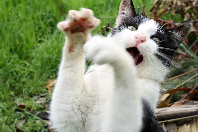 体育新闻中心通报国家队外籍教练任职审核结果,中国国家队外国教练