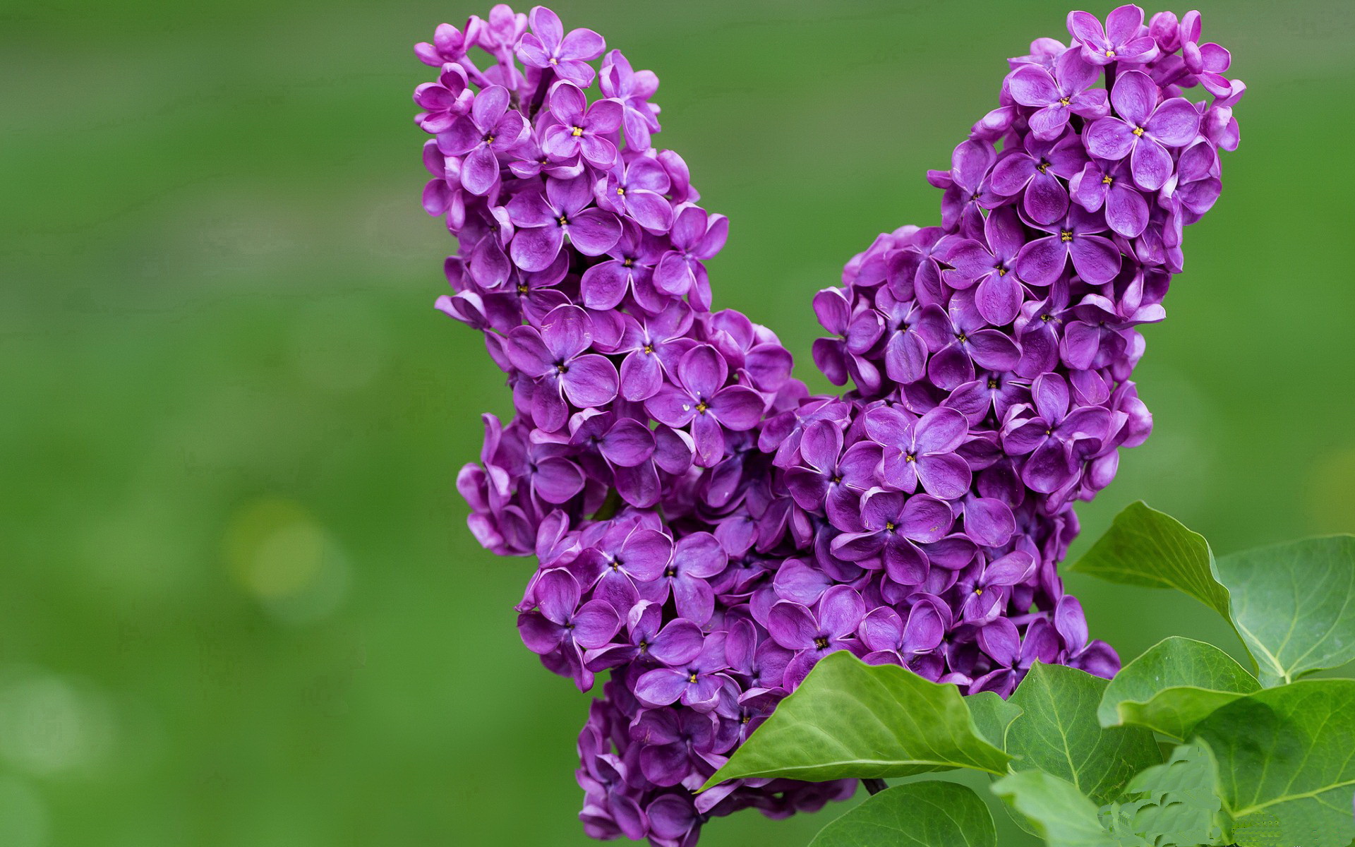 格林伍德的精准预判和抢断技巧，使袋鼠队屡屡化解对方威胁，格林伍德怎么样